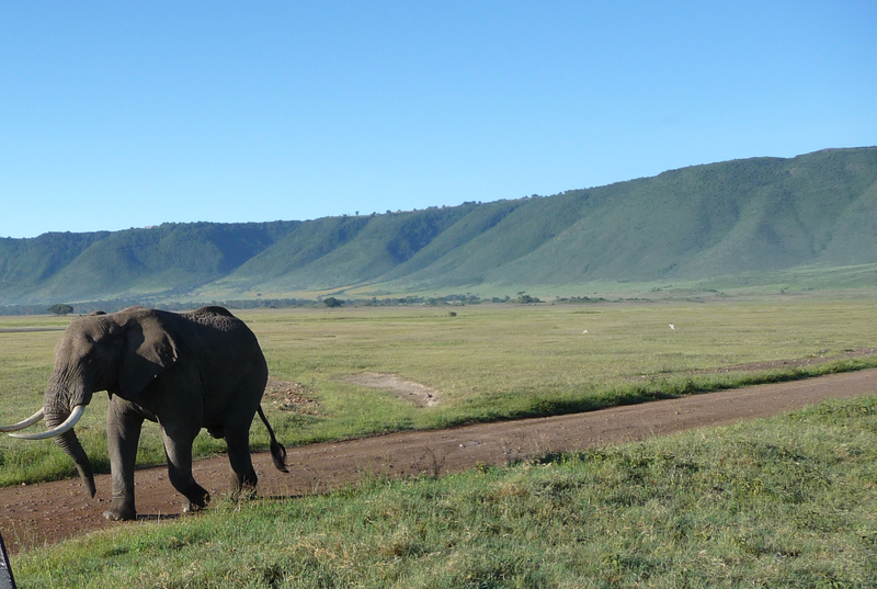 File:Elelphant in Ngorongoro.png