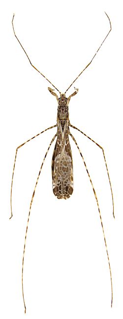 Empicoris culiciformis.jpg