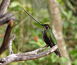 Sword-billed hummingbird