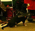 Entlebuch Cattle Dog