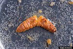 Thumbnail for Entomopathogenic nematode