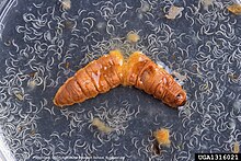 Entomopathogenic nematodes emerging from a wax moth cadaver. Entomopathogenic nematode (Heterorhabditis bacteriophora ) Poinar, 1975.jpg