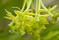 Epidendrum erectifolium - Flickr 004.jpg