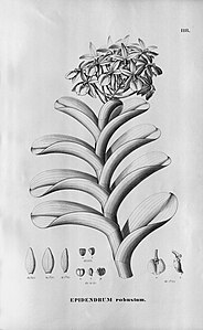 plate 118 Epidendrum robustum