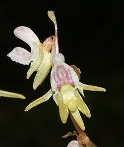 Epipogium aphyllum flowers.jpg