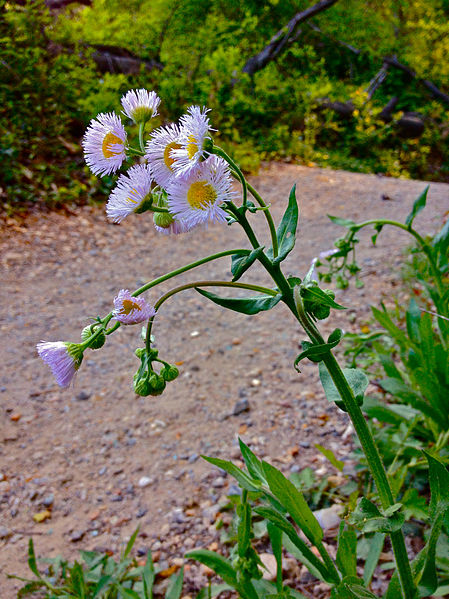 File:Erigeron philadelphicus - Philadelphia Fleabane.jpg