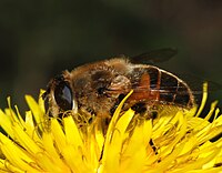 Eristalis tenax (Syrphidae)