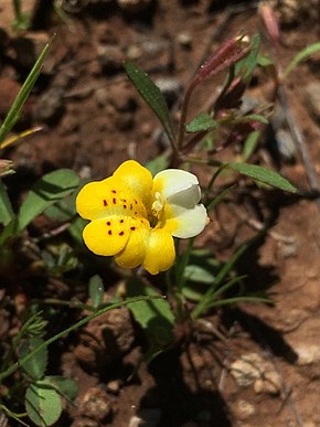 Beskrivelse av Erythranthe bicolor.jpg-bildet.