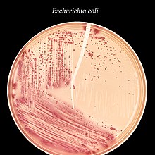 Escherichia coli bacteria, which are often utilized in production of pharmaceutical products. Escherichia coli (MCC).jpg