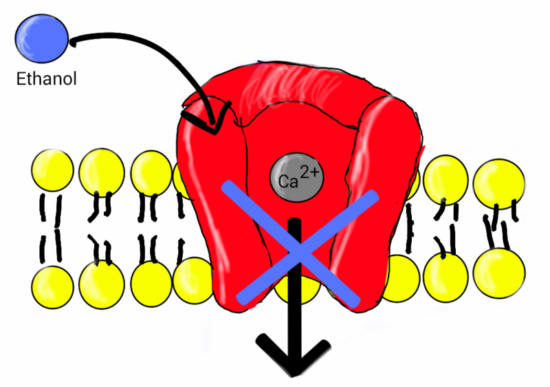 File:Ethanol blocks voltage gated calcium channel.png