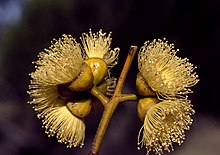 flowers Eucalyptus balladoniensis flowers.jpg