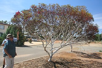 habit Eucerythronema.jpg