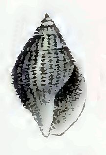 <i>Eucithara abbreviata</i> species of mollusc