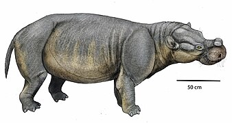 Eudinoceras mongoliensisDB24.jpg