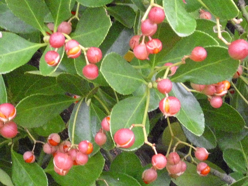 File:Euonymus japonicus Fruits 2009December13 DehesaBoyaldePuertollano.jpg