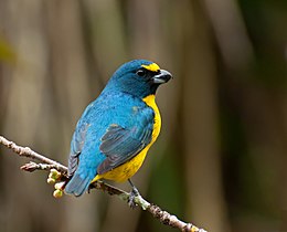 Euphonia chalybea -Vale do Ribeira, Registre, São Paulo, Brésil -MALE-8.jpg