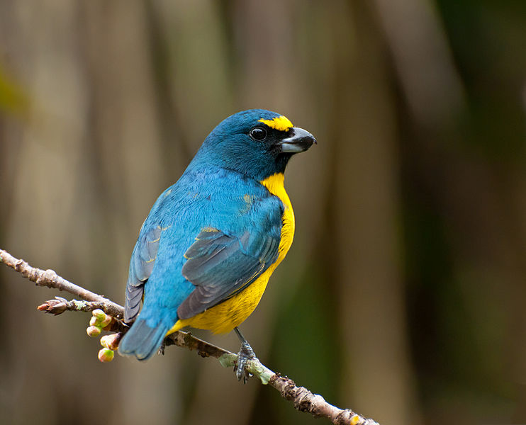 File:Euphonia chalybea -Vale do Ribeira, Registro, Sao Paulo, Brazil -male-8.jpg