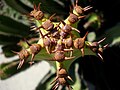 Euphorbia canariensis 2c.JPG