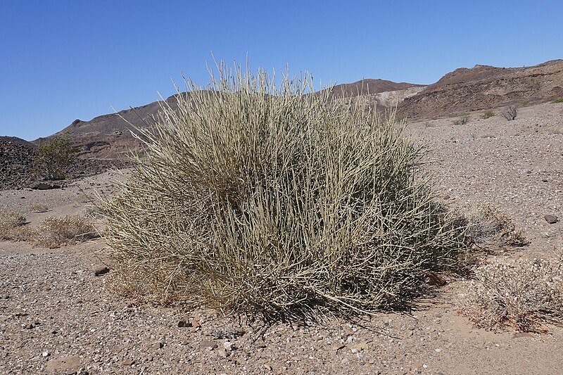 File:Euphorbia damarana-Damaraland.jpg