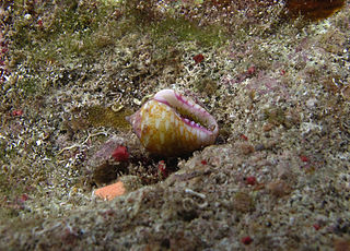 <i>Euplica turturina</i> Species of gastropod