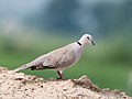 Eurasian Collared Dove (48813680503).jpg
