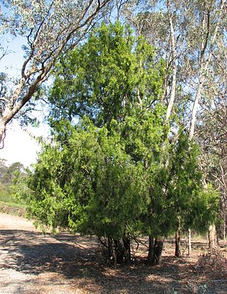 <i>Exocarpos cupressiformis</i> Species of plant