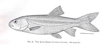 FMIB 34247 Utah Chub (Leuciscus atrarius).jpeg