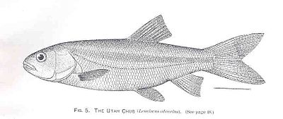 FMIB 34247 Utah Chub (Leuciscus atrarius) .jpeg