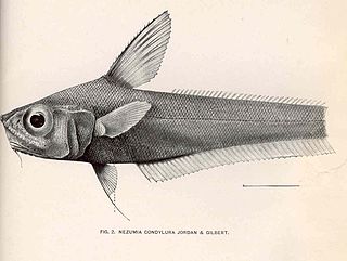 Japanese pugnose grenadier Species of fish