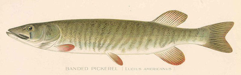 File:FMIB 41853 Banded Pickerel (Lucius americanus).jpeg