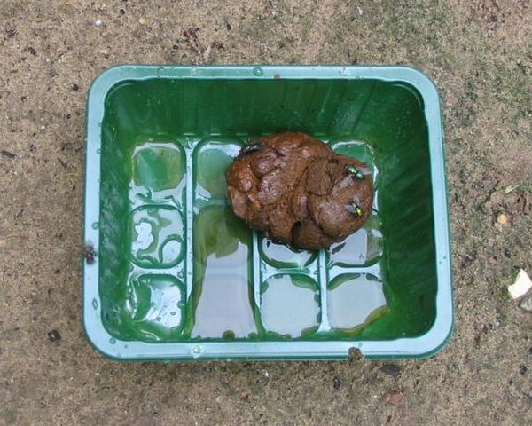 Fresh feces collected from a child for a drying experiment