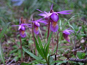 Fairy slipper (Calypso bulbosa)