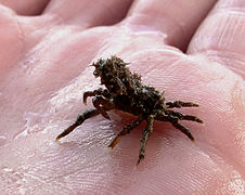 Un crabe majoïde non identifié