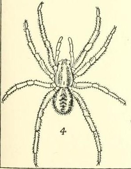 Venator marginatus