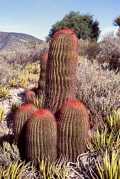 Ferocactus pilosus, растящ на юг от Салтильо, Коауила, североизточно Мексико