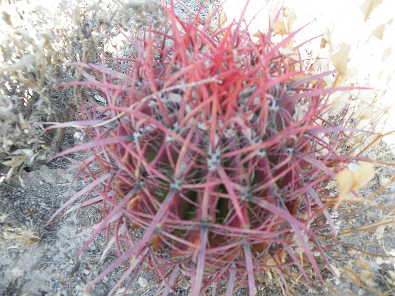 File:Ferocactus pilosus (5710013942).jpg