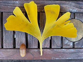 https://upload.wikimedia.org/wikipedia/commons/thumb/5/55/Feuille_de_Ginko.jpg/320px-Feuille_de_Ginko.jpg