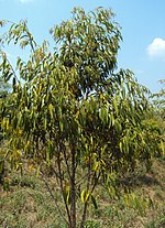 Miniatura para Ficus longifolia