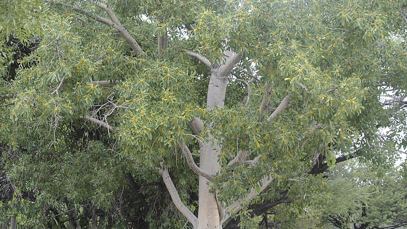 File:Ficus burkei.jpg