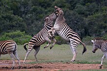 Two male zebras fighting in the Addo Elephant National Park, South Africa Fighting Burchell's Zebras in Addo National Elephant Park.JPG