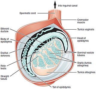 Testicle Internal organ in the male reproductive system