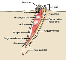 The lancelet, like all cephalochordates, has a head. Adult lancelets retain the four key features of chordates: a notochord, a dorsal hollow nerve cord, pharyngeal slits, and a post-anal tail. Water from the mouth enters the pharyngeal slits, which filter out food particles. The filtered water then collects in the atrium and exits through the atriopore. Figure 29 01 04.jpg