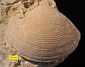 Fimbria sp.; Matmor Formation (Middle Jurassic, Callovian); Makhtesh Gadol, southern Israel.