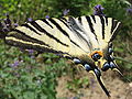 Un Flambé (Iphiclides podalirius)