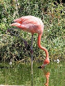 Flamingo2.jpg