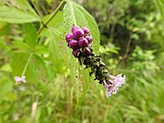 Lantana trifolia