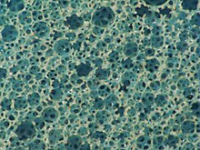 Image of the bubbles in a foamed plastic. FoamedPlastic.jpg