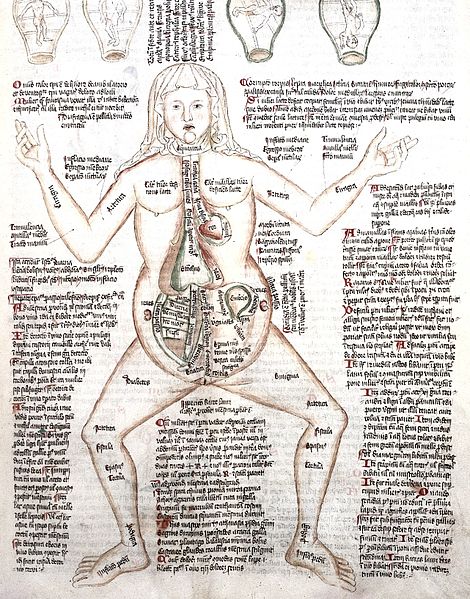 File:Foetal positions in uterus, pregnant female Wellcome L0000845.jpg