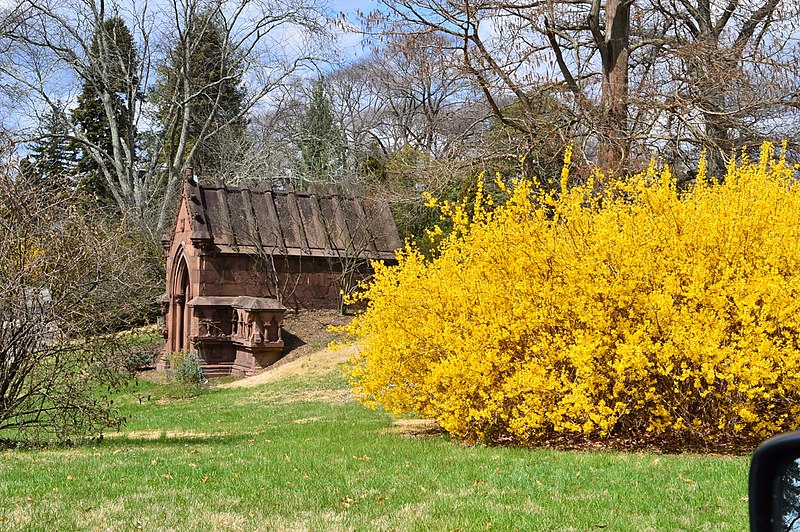 File:Forsythia in Bloom in Spring Grove Cemetery, Cincinnati, Ohio.jpg