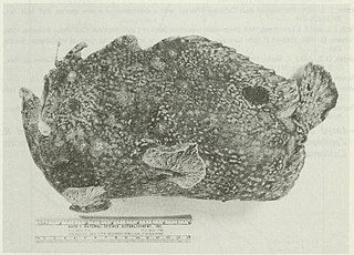 <i>Fowlerichthys avalonis</i> Species of frogfish